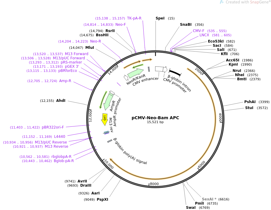 pCMV-Neo-Bam APC质粒图谱